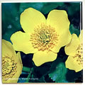 tile caltha 0670.jpg